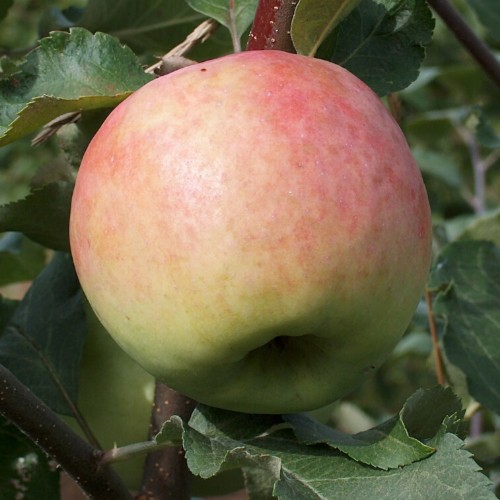 Malus domestica 'Korta' - Õunapuu 'Korta' C6/6L Malus domestica 'Korta' - Õunapuu 'Korta' C6/6L